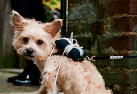 Zack Dog Ring.jpg